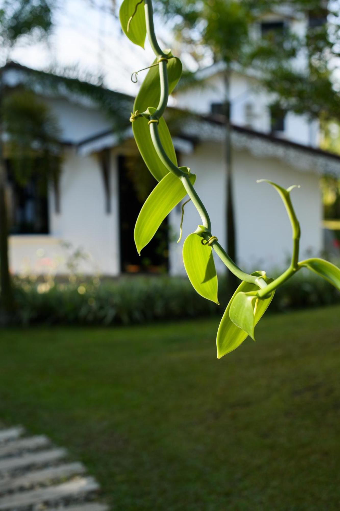 מלון אונה ואטונה Roots Retreat מראה חיצוני תמונה